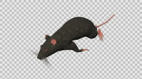 Black Mouse Running - Top Right Axo View - With Embedded Alpha- Looped Clip Vídeos de archivo 61378607