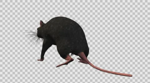 Black Mouse Walking - Back Left View - With Embedded Alpha- Looped Clip Stock-Footage 61378704