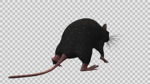 Black Mouse Walking - Back Right View - With Embedded Alpha- Looped Clip Vídeos de archivo 61378256