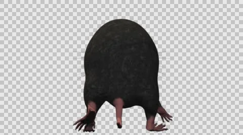 Black Mouse Walking - Back View - With Embedded Alpha- Looped Clip Vídeos de archivo 61378241