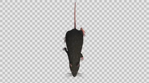 Black Mouse Walking - Bottom View - With Embedded Alpha- Looped Clip Vídeos de archivo 61378327