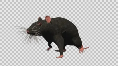 Black Mouse Walking - Front Left View - With Embedded Alpha- Looped Clip Vídeos de archivo 61377933