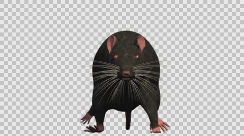 Black Mouse Walking - Front View - With Embedded Alpha- Looped Clip Vídeos de archivo 61378516