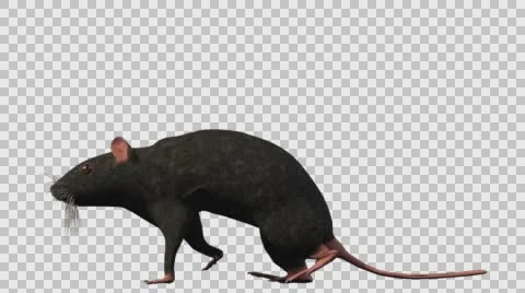 Black Mouse Walking - Left View - With Embedded Alpha- Looped Clip Vídeos de archivo 61378558