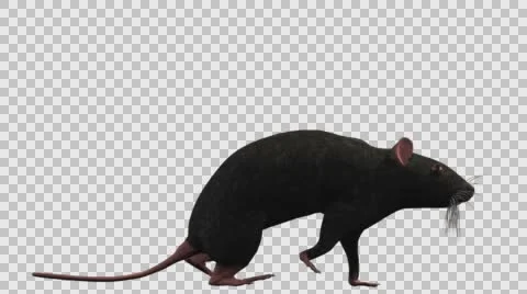 Black Mouse Walking - Right View - With Embedded Alpha- Looped Clip Vídeos de archivo 61378091