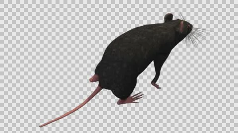 Black Mouse Walking - Top Back Right Axo View - With Embedded Alpha- Looped C Video stock 61378044