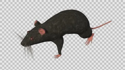 Black Mouse Walking - Top Left Axo View - With Embedded Alpha- Looped Clip Vídeos de archivo 61378153