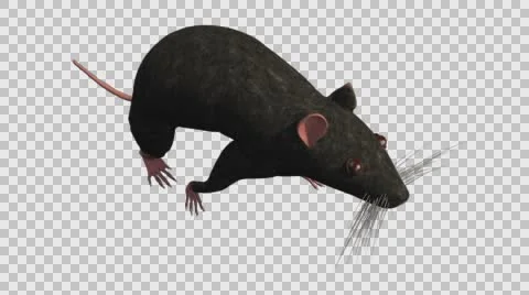 Black Mouse Walking - Top Right Axo View - With Embedded Alpha- Looped Clip Video stock 61378382