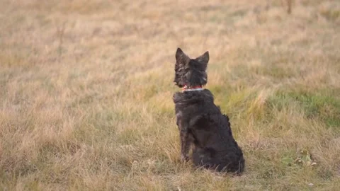 A black mudi dog. Stock Footage 147942918