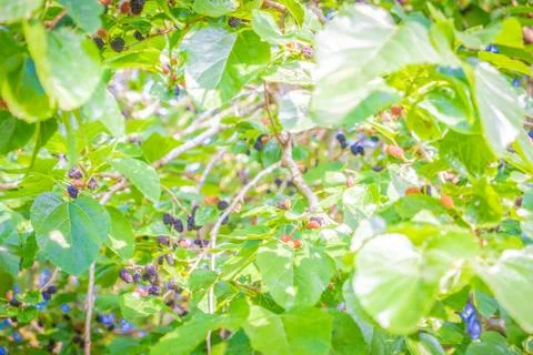 Black mulberry, deciduous tree Stock Photos