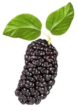 Black mulberry Stock Photos