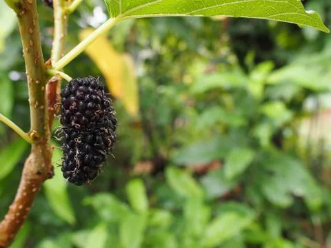 Black mulberry Stockfoto's