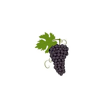 Black muscat grape. Stock Illustration