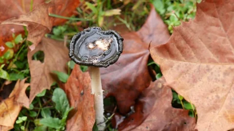 Black mushroom on the forest floor Vídeo Stock 141765062