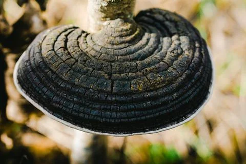 A black mushroom on a tree. Foto stock