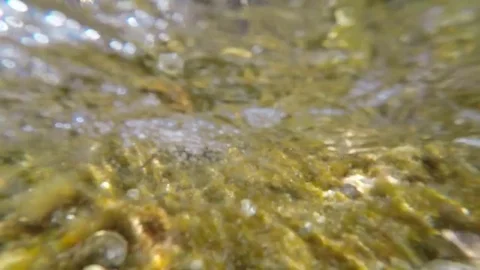 Black mussels on rocks wetted by the waves Stock Footage