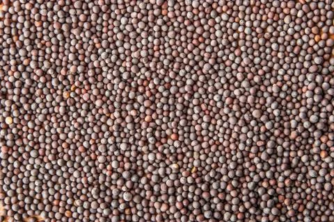 Black mustard background Stock Photos