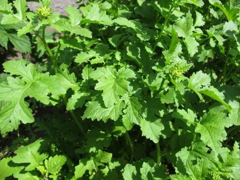 Black mustard Stock Photos