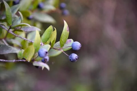 Black myrtle of Sardinia Stock Photos