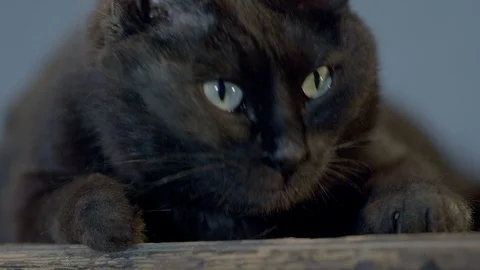 Black mysterious cat laying , looking at camera in dark room with thunder light Stock Footage 123762254