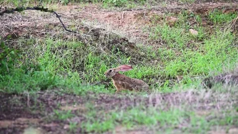 Black-naped hare in side profile in the lush grass of Jawai national park Stock Footage 280112834