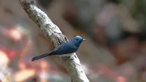 Black-naped Monarch Bird Stock Footage 281167865
