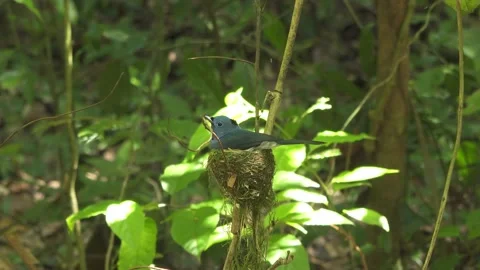 Black-Naped Monarch Vídeos de archivo 154420665