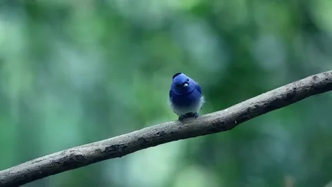 Black-naped Monarch Video stock 252423377