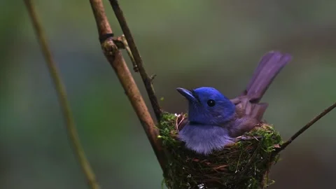 Black-naped monarch, hypothymis azurea, perched on a mossy branch, carefully Stock Footage 340861595