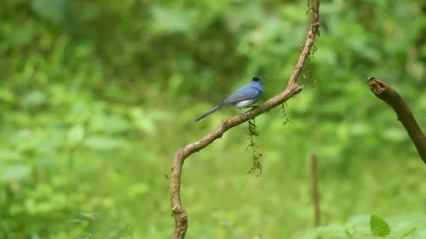 Black-naped monarch or black-naped blue flycatcher (Hypothymis azurea) Stock Footage 170216372