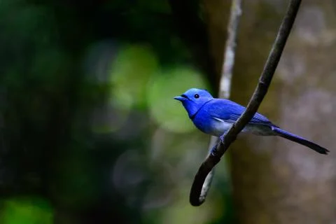 Black-naped Monarch Stock Photos