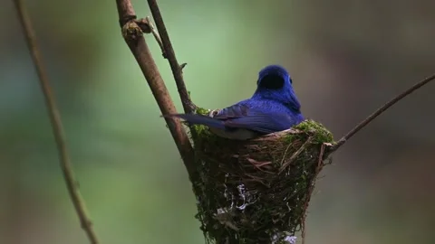 Black naped monarch sitting in small nest on tree branch in forest habitat Stock Footage 340861829
