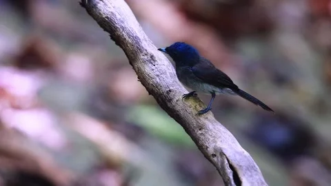 Black-naped Monarch,bird Video stock 255571513