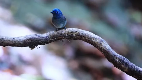 Black-naped Monarch,bird Stock Footage 255571533