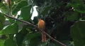 Black-naped Oriole bird sitting close up on tree branch HD Footage