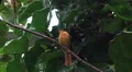 Black-naped Oriole bird sitting close up on tree branch HD Footage