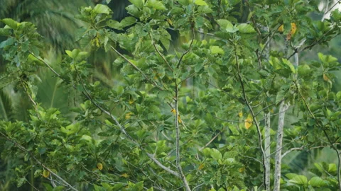 Black-naped Oriole in Canopy Video stock 195203758
