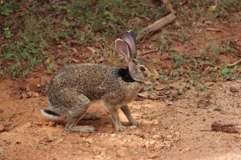 Black Napped Hare Sitting Stock Photos