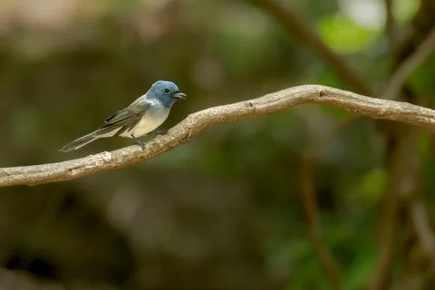 Black napped Monarch Foto stock