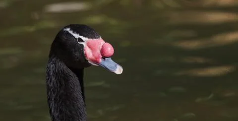 Black neck swan Stock Photos