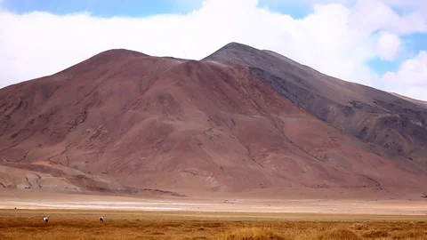 Black Necked Crane 2 Video stock 86217654