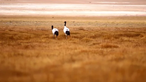 Black Necked Crane Video stock 86218067