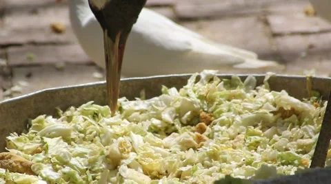 The black necked Crane pecking Stock Footage 45735313