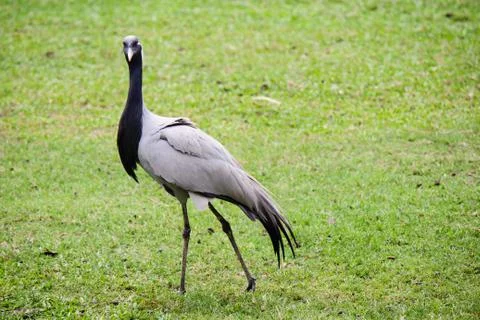 Black-necked crane Stock Photos