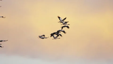 Black-necked Crane03 Stock Footage 322937594