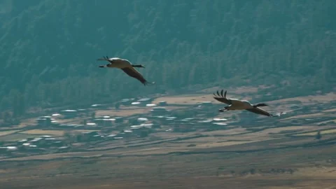 Black-Necked Cranes Flying Over Phobjikha Valley in Slow Motion, Bhutan Stock Footage 342141878