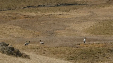 Black-Necked Cranes in the Grasslands of Phobjikha Valley, Bhutan Stock Footage 342141900