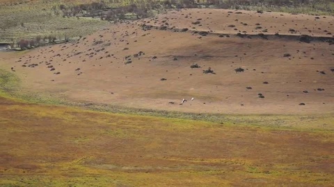 Black-necked cranes in Phobjikha Valley. Bhutan 스톡 동영상 84125956