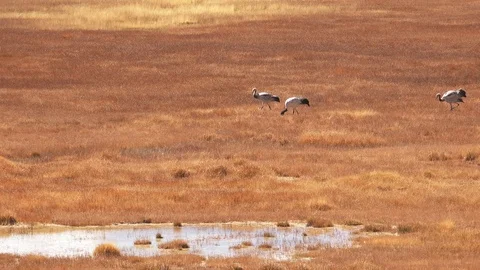 Black-necked cranes walking on field near Tso Kar salt lake, Ladakh, India Stock Footage 115081284