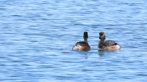 Black-necked grebe courtship dance, Spain. Stock Footage 234459687